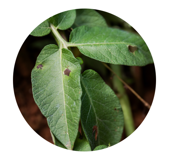 Alternaria solani