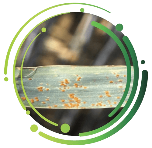 Rust: Mindre hyppigt end septoria, men alvorligt når det forekommer. Modtagelighed afhænger af sorten.