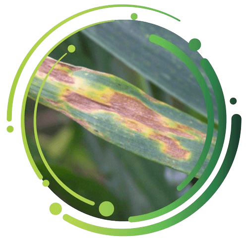 Septoria (sortpletsyge): Hyppig bladsvamp i hvede. Angreb trives ved meget regn og varme i maj og juni.