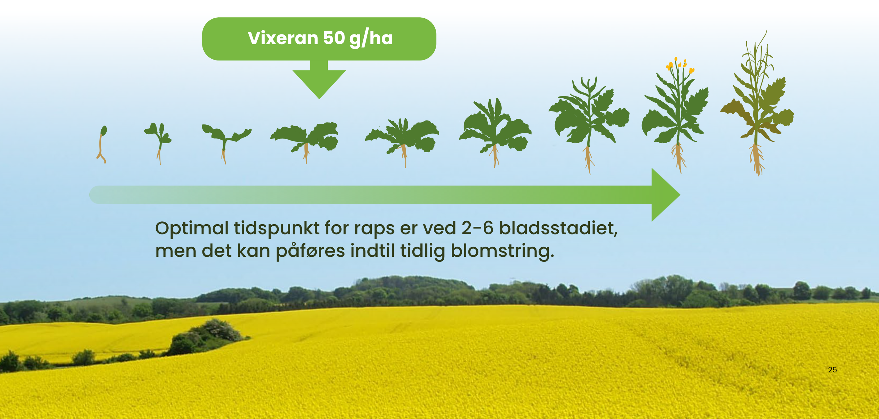 Optimalt tidspunkt for VIXERAN i raps er ved 2-6 bladstadiet, men det kan påføres indtil tidlig blomstring.