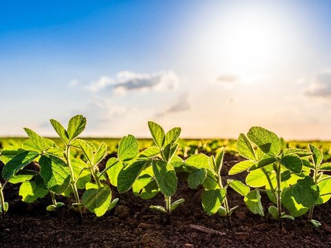 Syngenta Seedcare og Bioceres Crop Solutions samarbejder om at bringe biologiske bejdsede frø på markedet