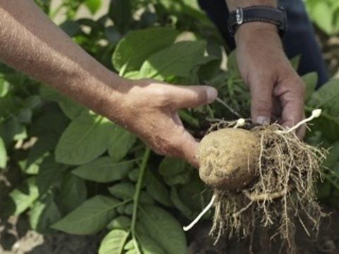 Kartoffel dyrkning