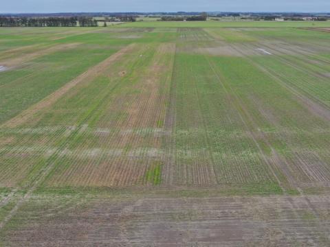 GRObund Birkelse, Raps oktober 2023