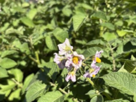 Kartoffelblomster blandt grønne blade i sollys