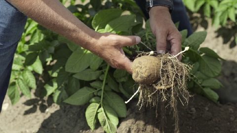 Kartoffel dyrkning