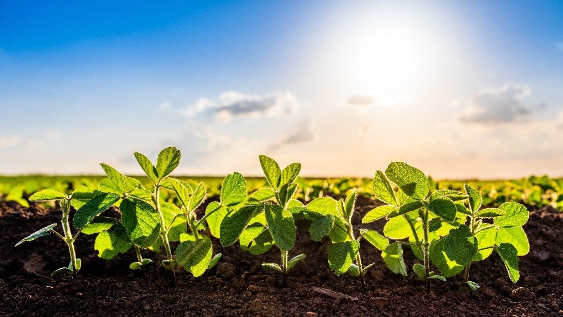 Syngenta Seedcare og Bioceres Crop Solutions samarbejder om at bringe biologiske bejdsede frø på markedet
