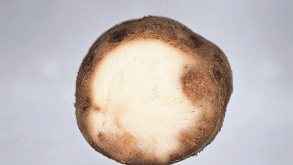 Sygdomme i kartofler - skimmel