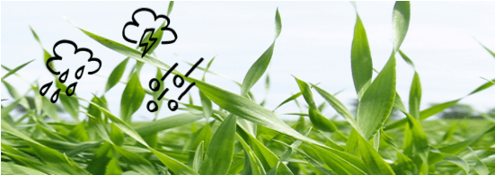 Vækstregulering top banner