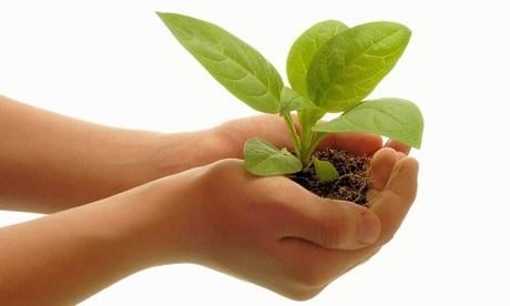 Syngenta karriere