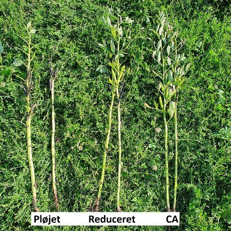 Sammenligning af planter fra forskellige parceller med de tre dyrkningssystemer.