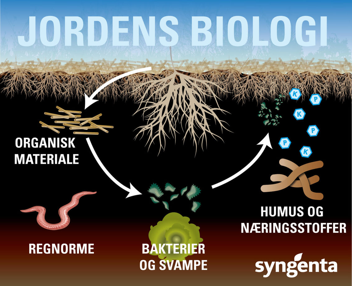 Hvad består jordens biologi af? Der findes en million organismer i en teskefuld jord. 