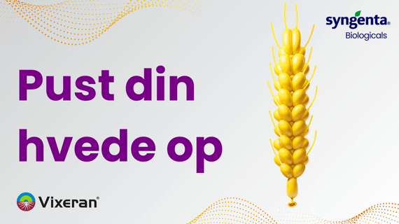 VIXERAN i hvede