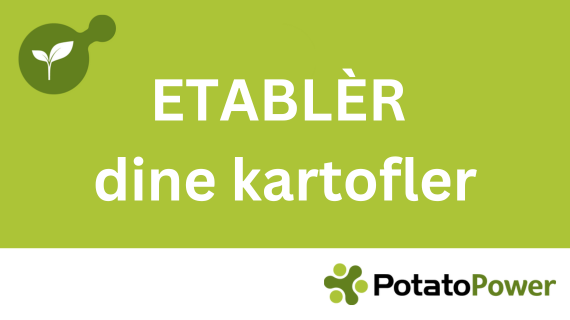 Etablér dine kartofler med bejdsning