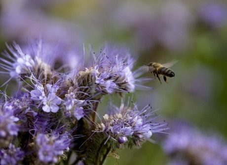 Billede af en bi på en blomst