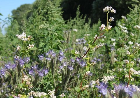 Pollen- og nektarblanding til landbruget og biodiversiteten