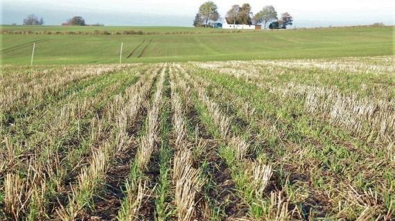 Hvad er Conservation Agriculture