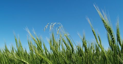 Plantebeskyttelsesprodukter til hvede
