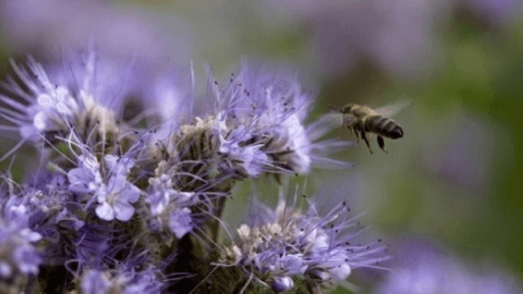 Biodiversitet - lilla blomst med bi