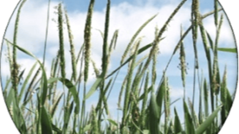 Rævehale