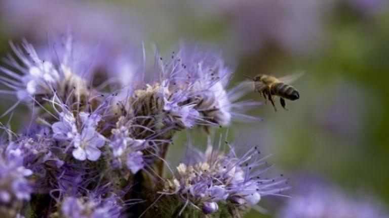 Billede af en bi på en blomst