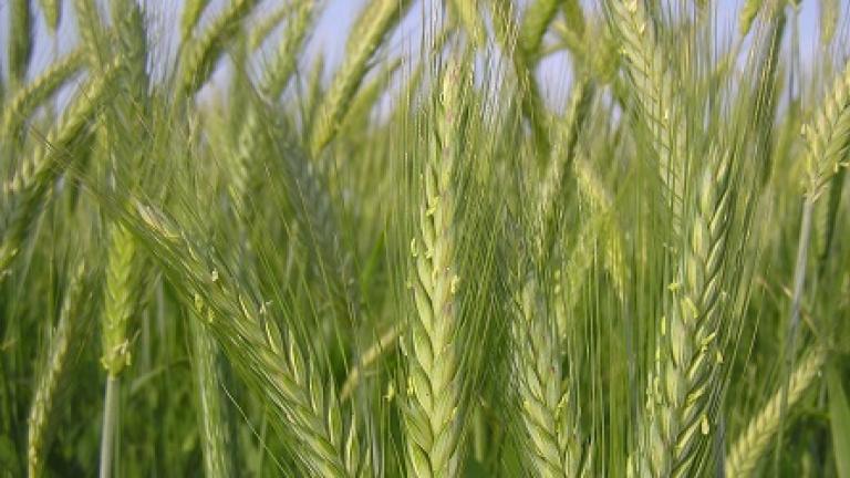 Triticale