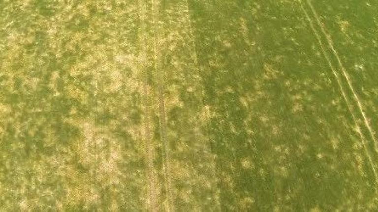 Field