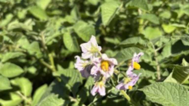 Kartoffelblomster blandt grønne blade i sollys