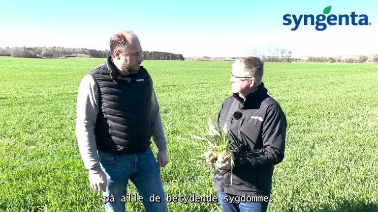 Hybridvinterbyg strækker sig – Mark Snak i marken