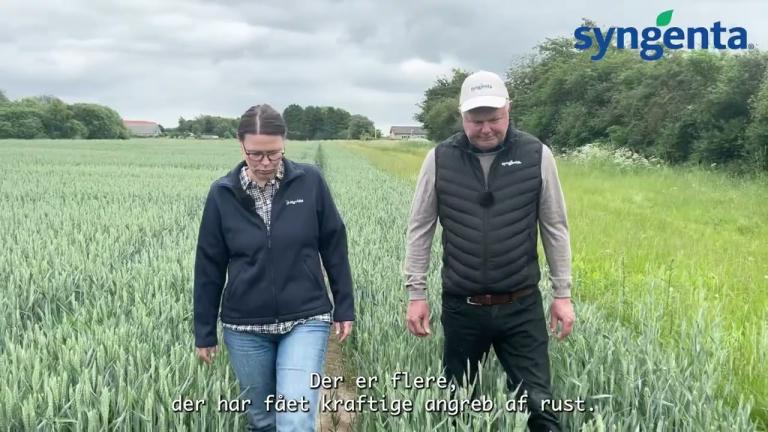 Sidste svampesprøjtning i hveden: Carstens råd til en fuld lade