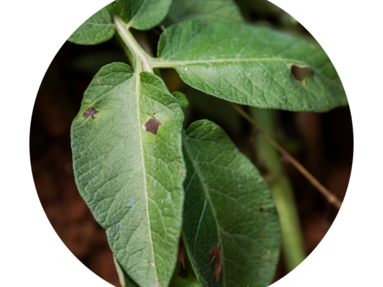 alternaria i kartoffel