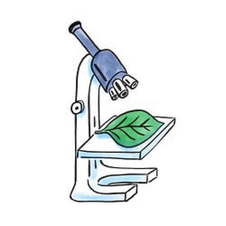 Quantis påvirker plantens indbyggede processer med biologisk teknologi
