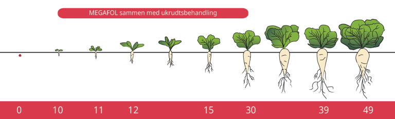 Roe stadier og hvornår MEGAFOL kan anvendes