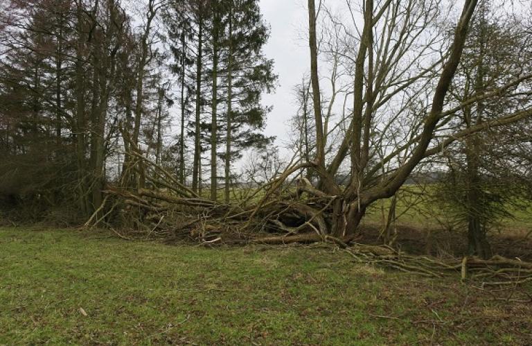Træer, kvasbunker og dødt ved