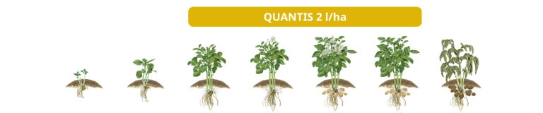 QUANTIS anvendelse stadier i kartofler