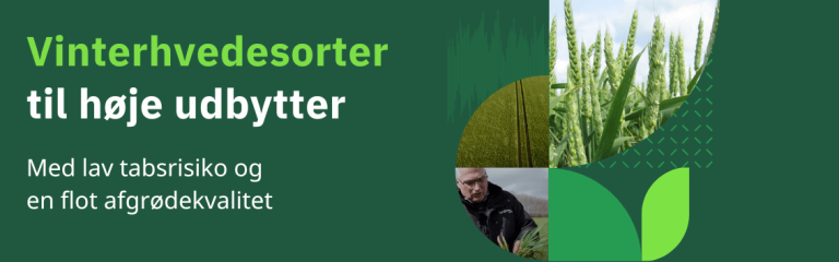 Vinterhvede sorter