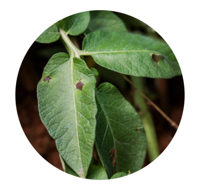 alternaria i kartoffel