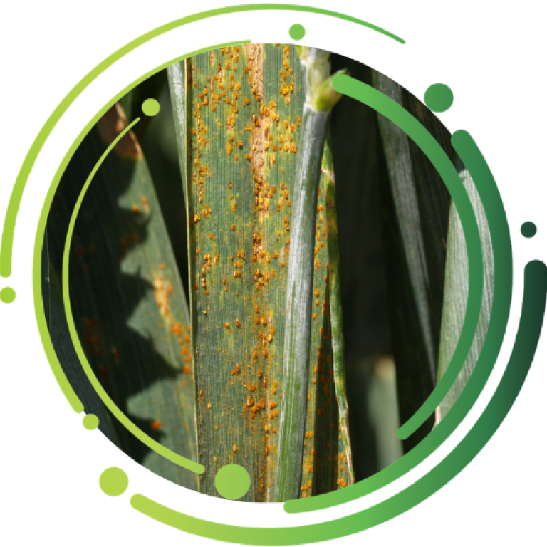Brunrust