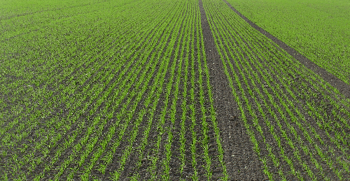 Rækker er synlige i marken - starten af oktober