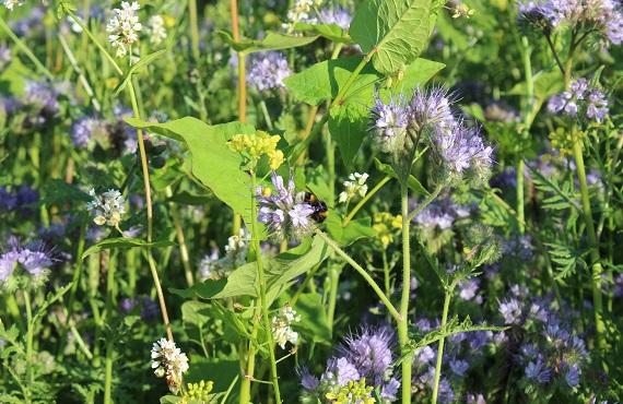 Valg af frøblanding til blomster- eller vildtstriber