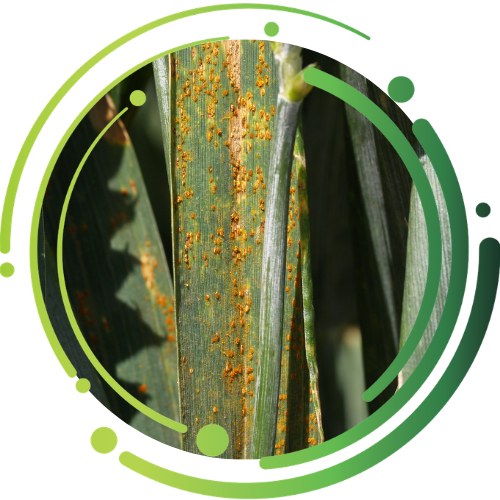 Brunrust