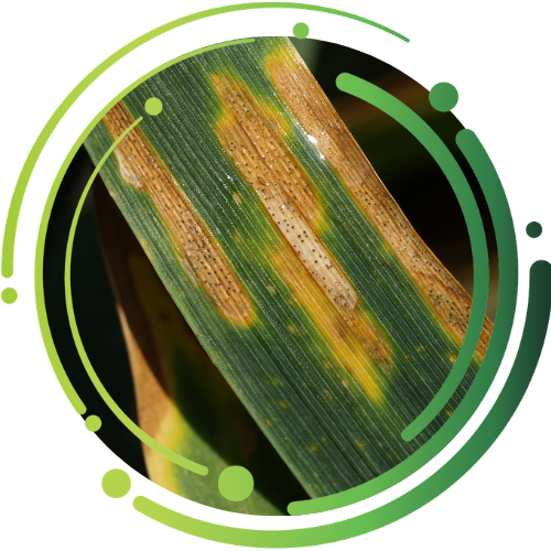 Septoria